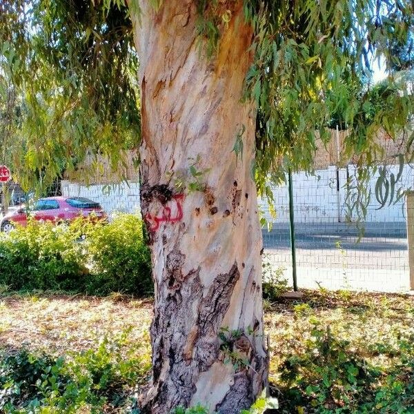 Eucalyptus globulus 树皮