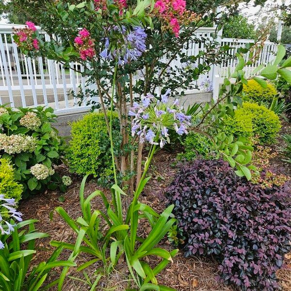 Agapanthus praecox Habit