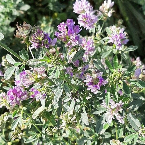 Medicago sativa Fiore