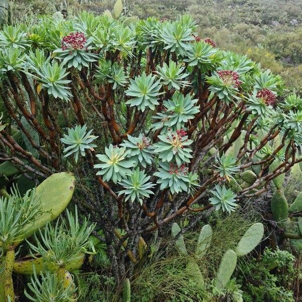 Euphorbia atropurpurea