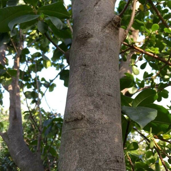 Calodendrum capense Bark