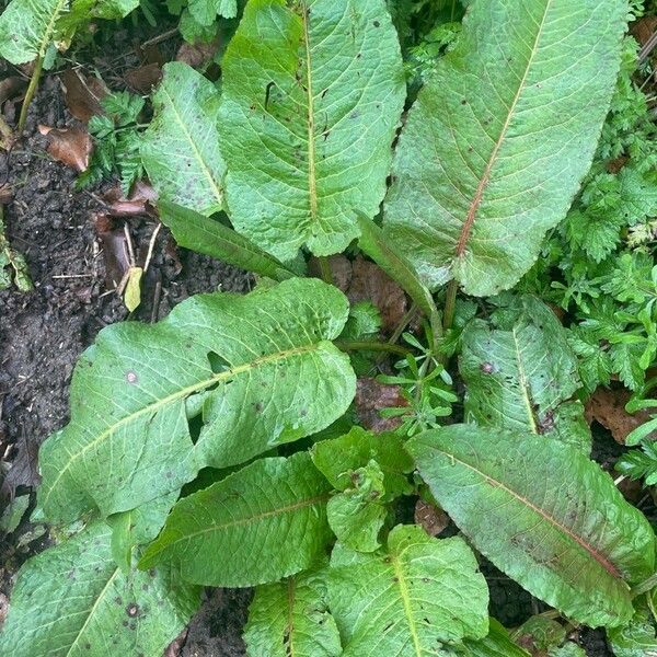 Rumex obtusifolius Fuelha