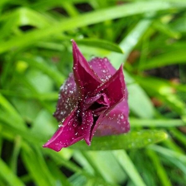 Tulipa didieri Flor