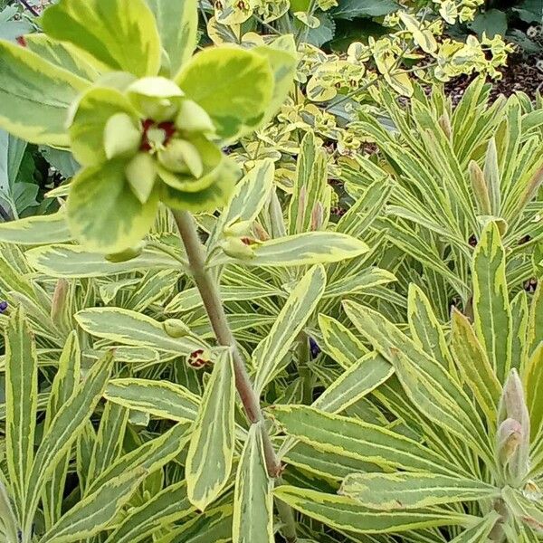 Euphorbia × martini Lorea