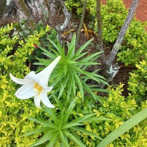 Lilium longiflorum Blomma