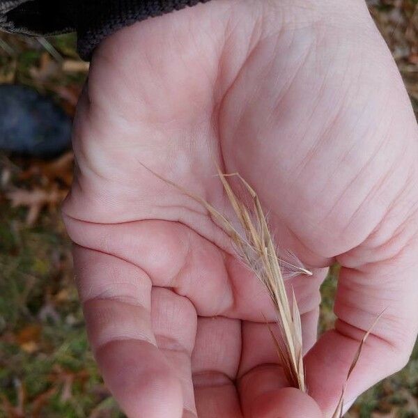 Andropogon virginicus Fruit