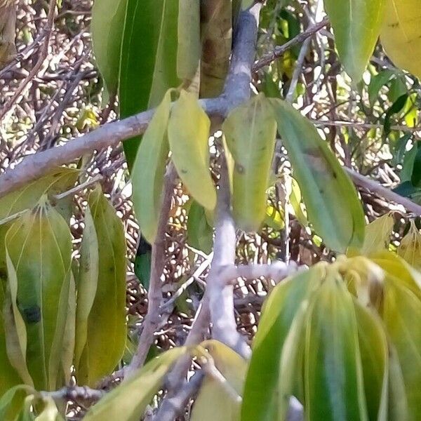 Strychnos madagascariensis Corteccia