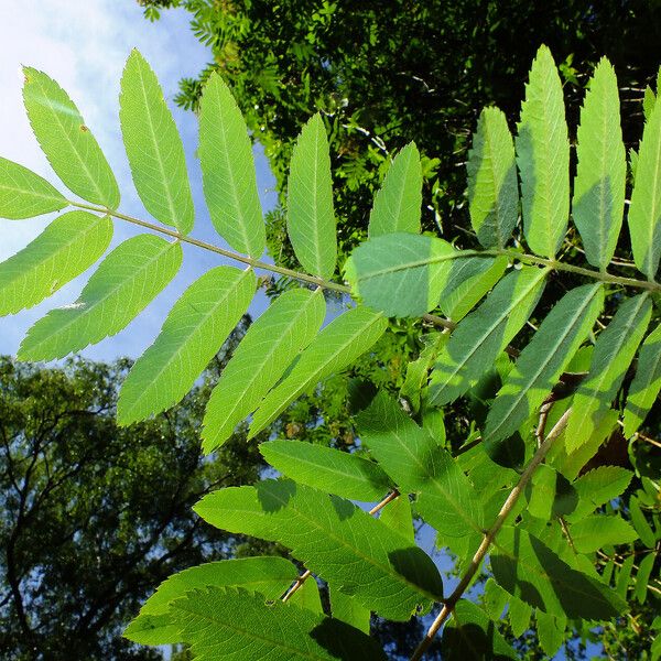 Sorbus aucuparia Blad