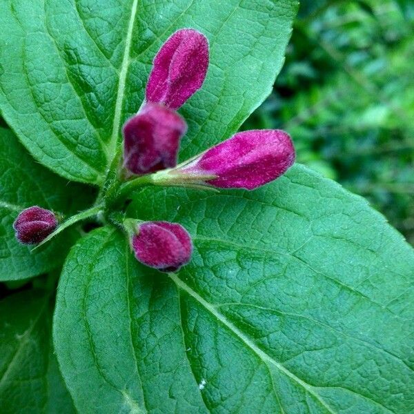 Weigela florida 花