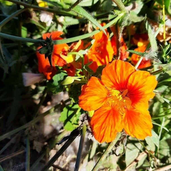 Tropaeolum minus फूल