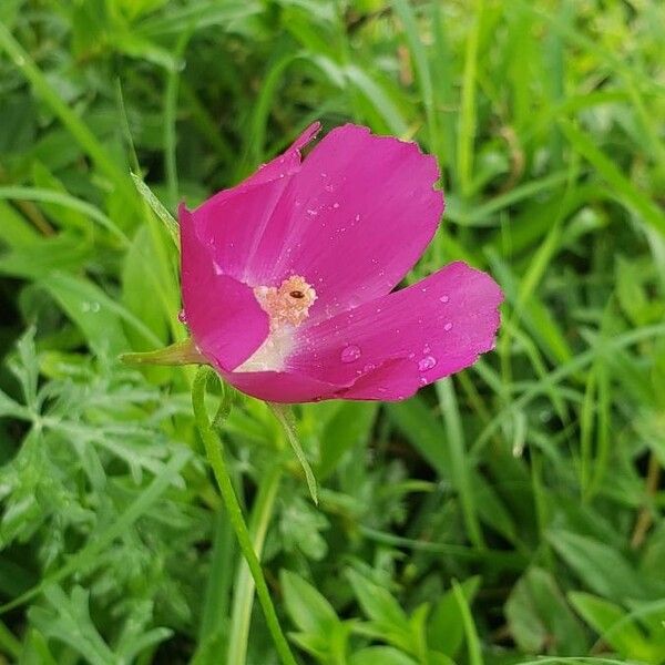 Callirhoe digitata Õis