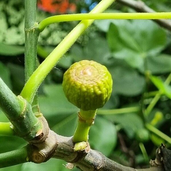 Ficus carica Vrucht