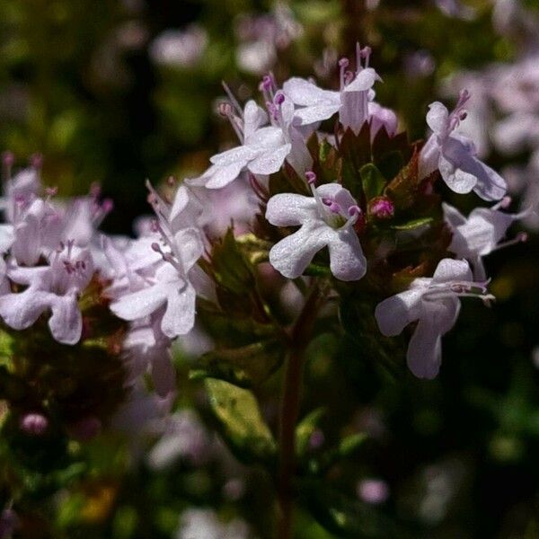 Thymus vulgaris ফুল