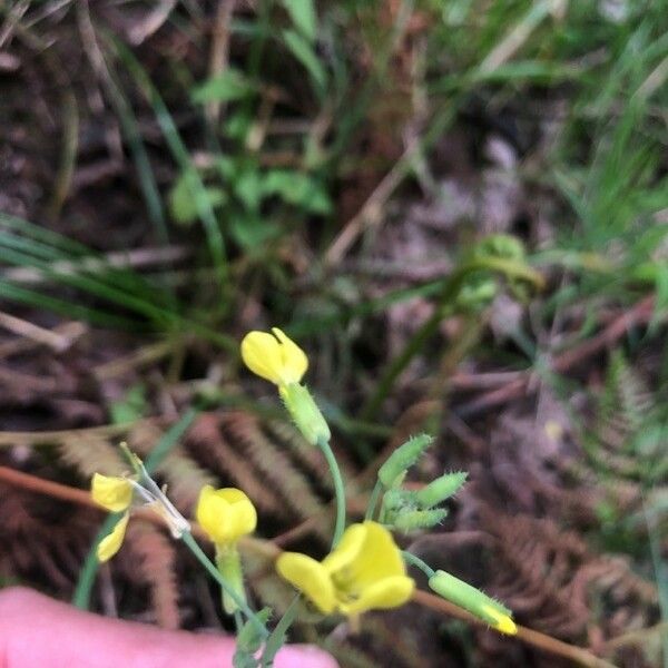 Diplotaxis muralis Blomst