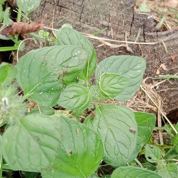 Clinopodium vulgare Leht