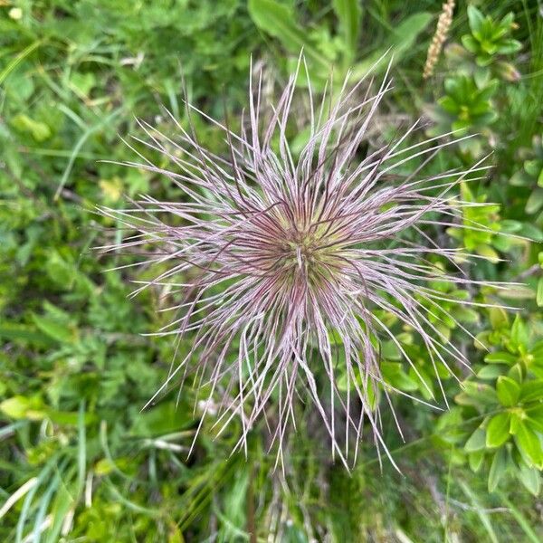 Pulsatilla alpina പുഷ്പം