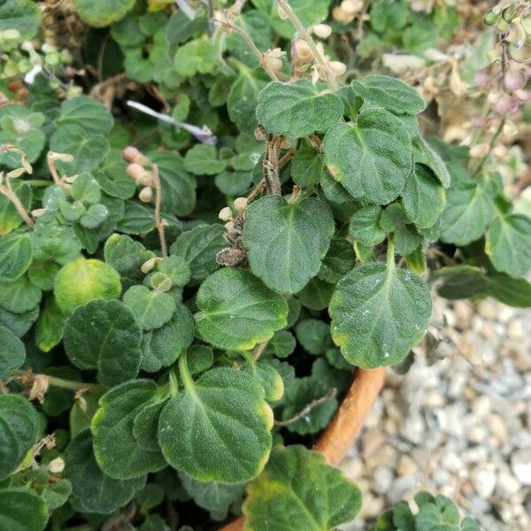 Scutellaria indica Leaf