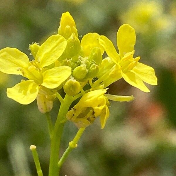 Hirschfeldia incana Flower