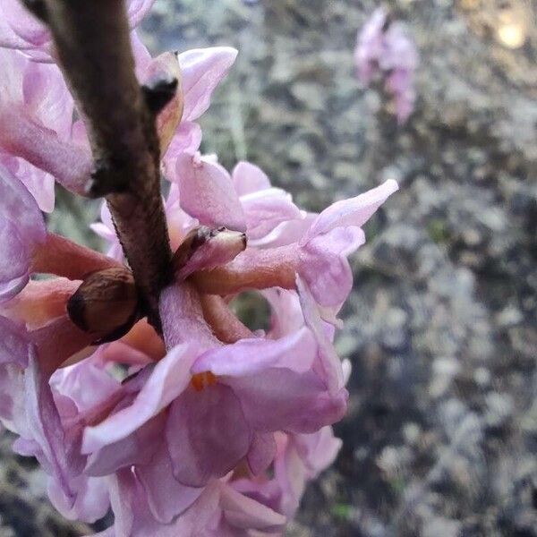 Daphne mezereum Flower