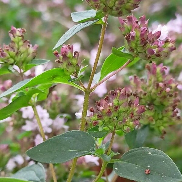 Origanum vulgare Plante entière