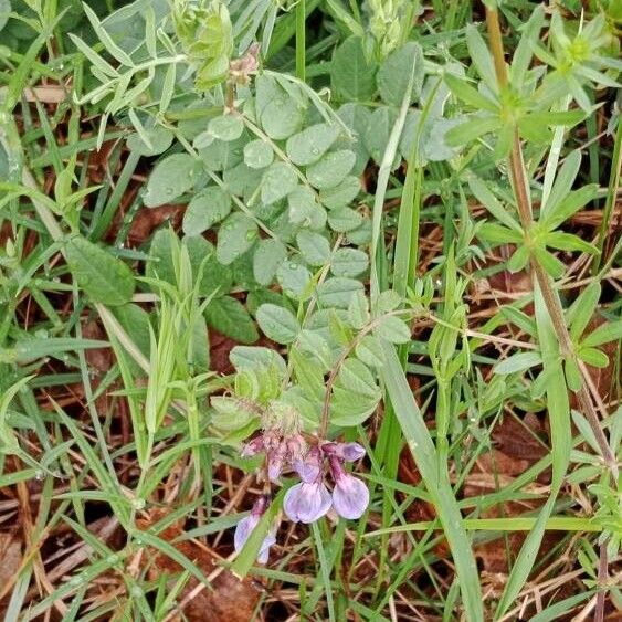 Vicia sepium 整株植物