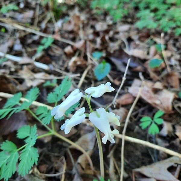 Dicentra canadensis Blüte