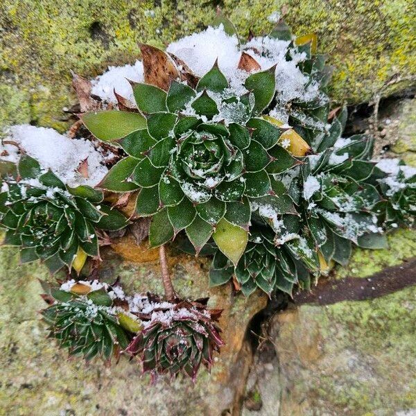 Sempervivum tectorum Folla