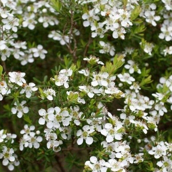 Leptospermum continentale Blomma