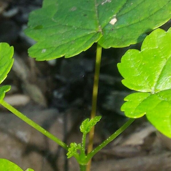 Vitis rotundifolia 叶