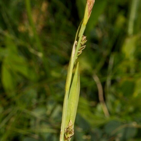 Carex vaginata Fruit