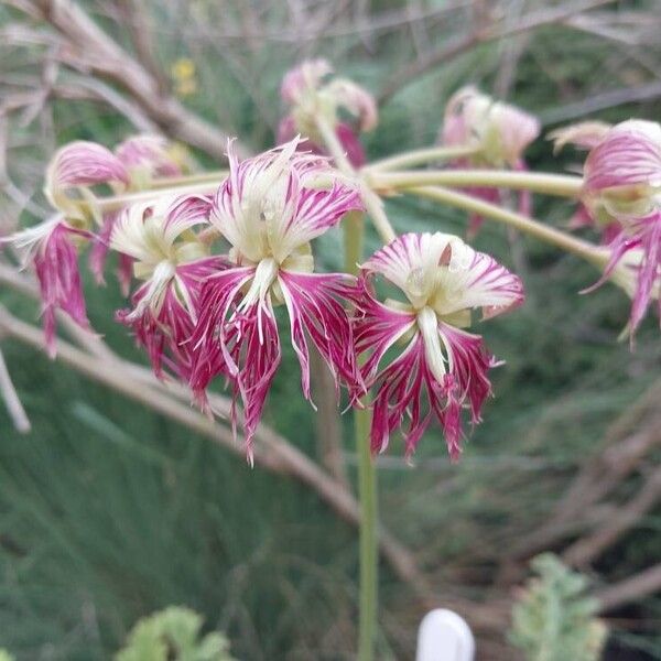 Pelargonium schizopetalum Flor