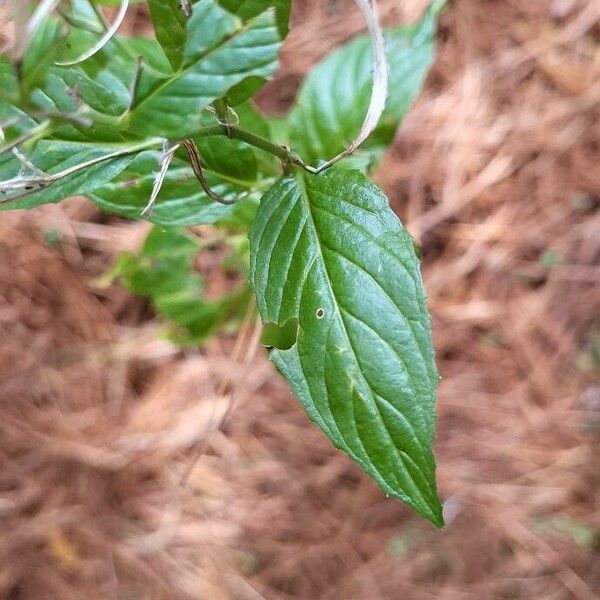 Epilobium roseum Lehti