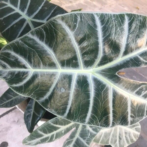 Alocasia longiloba Leaf