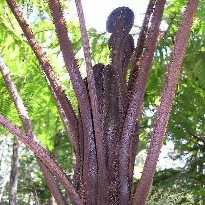 Sphaeropteris novae-caledoniae Хабит