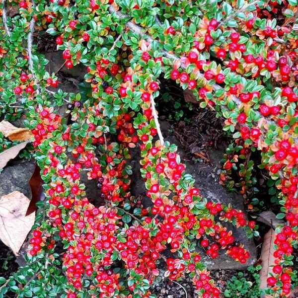 Cotoneaster horizontalis Gyümölcs