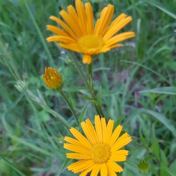 Buphthalmum salicifolium Blomma