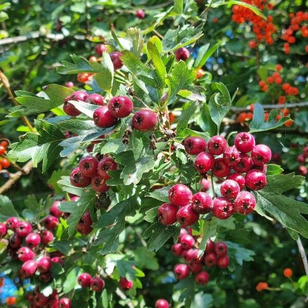 Crataegus azarolus Frucht