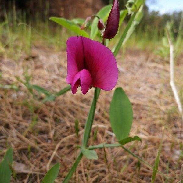 Lathyrus tingitanus Flor