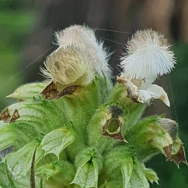 Leucas grandis Flor