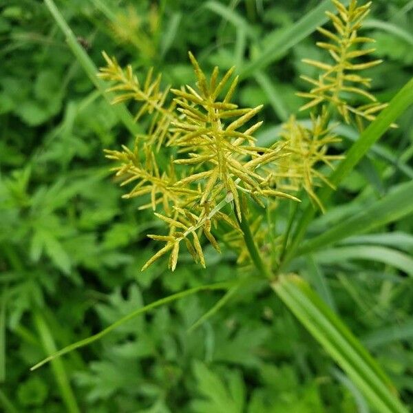 Cyperus esculentus Цветок