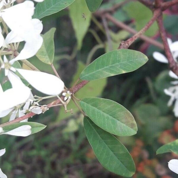 Euphorbia leucocephala Blatt