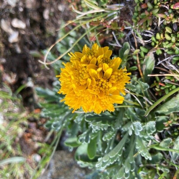 Jacobaea incana Flower