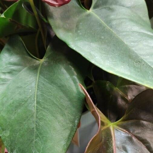 Anthurium andraeanum Leaf