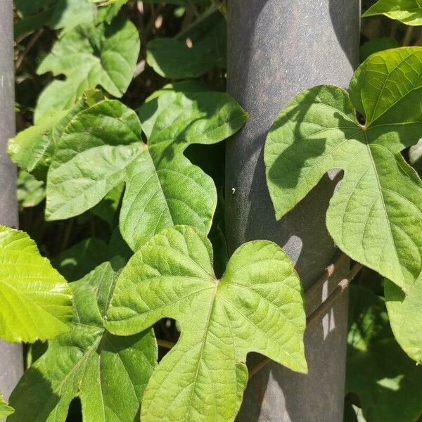 Ipomoea indica Листок