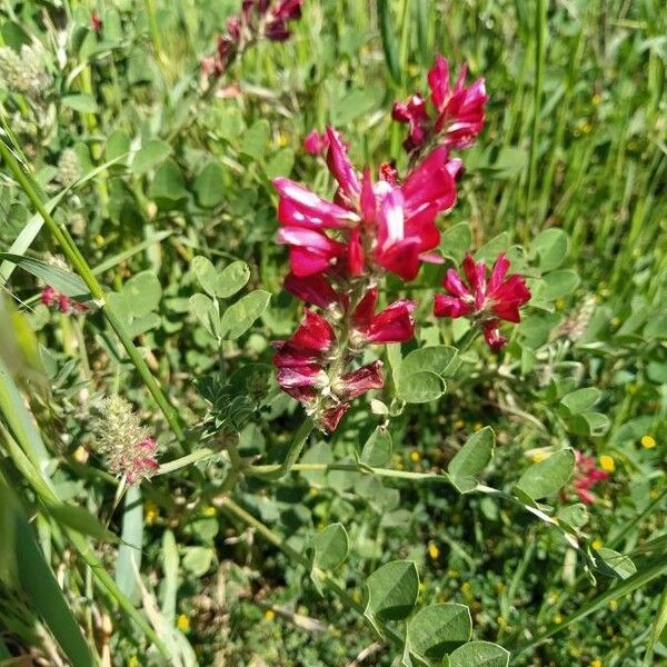 Hedysarum coronarium Flower