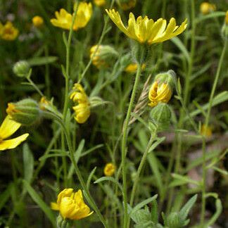 Madia elegans ফুল