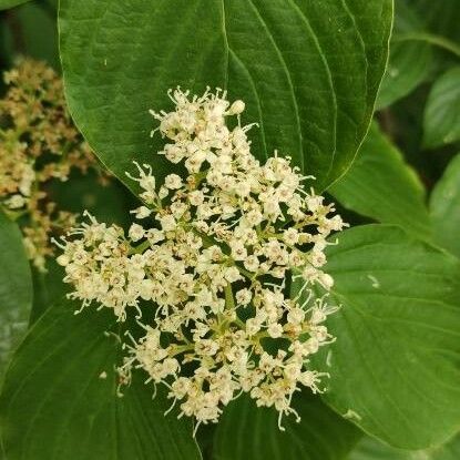 Cornus alternifolia Fiore