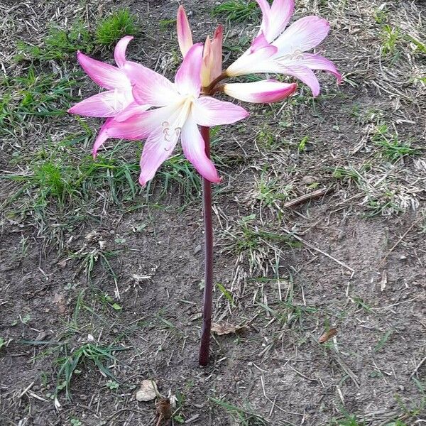 Amaryllis belladonna Цветок