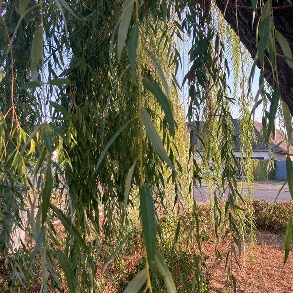 Salix babylonica Leaf