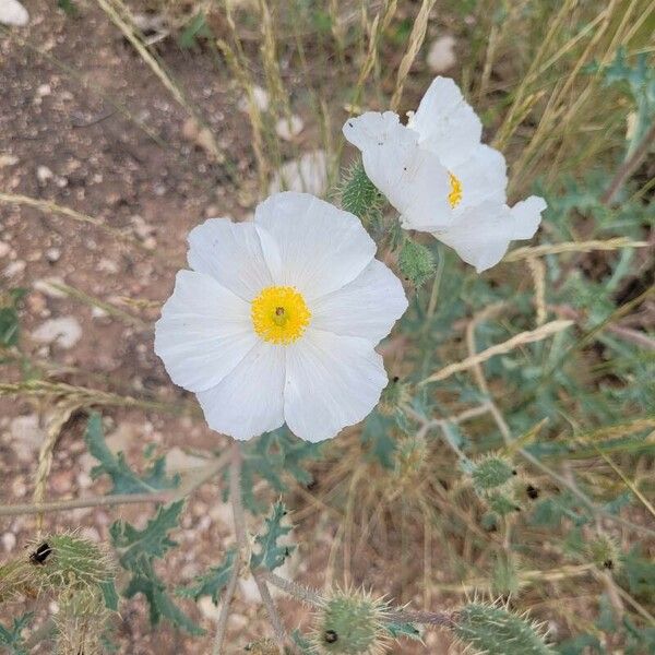 Argemone albiflora ᱵᱟᱦᱟ